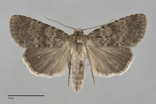 Pronoctua peabodyae