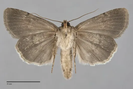 Pronoctua peabodyae