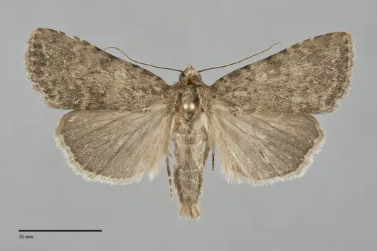 Pronoctua pyrophiloides