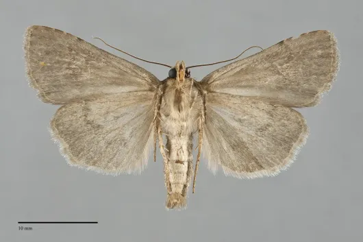 Pronoctua pyrophiloides