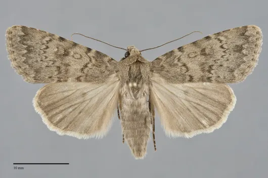 Pronoctua typica