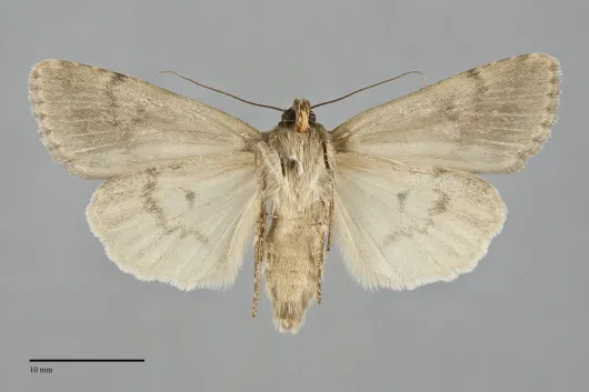 Pronoctua typica