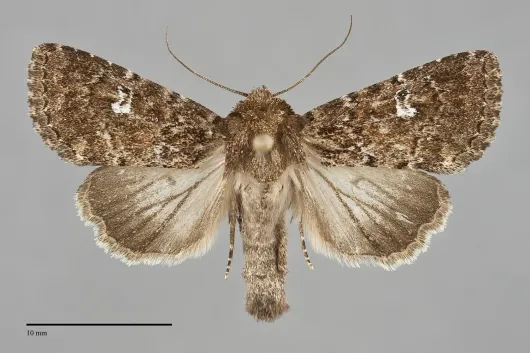 Properigea albimacula