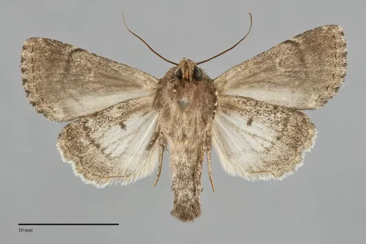 Properigea albimacula