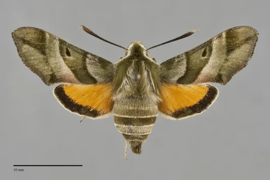 Proserpinus clarkiae