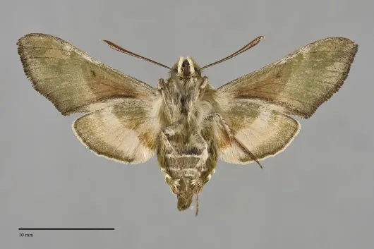 Proserpinus clarkiae