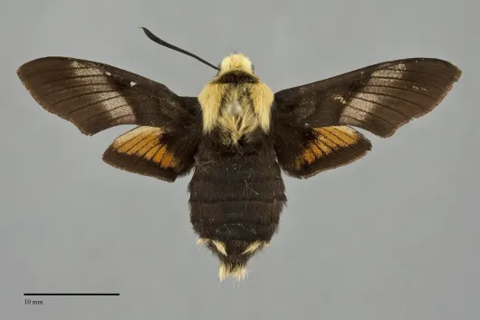 Proserpinus flavofasciata