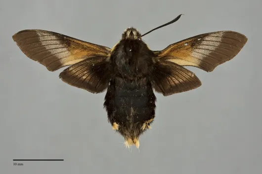 Proserpinus flavofasciata