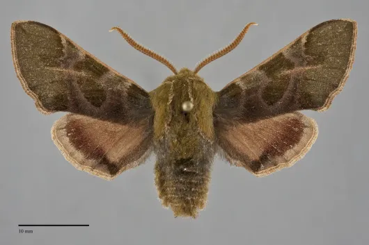Proserpinus lucidus