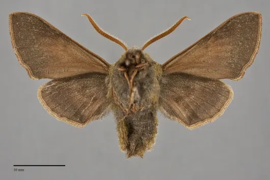 Proserpinus lucidus