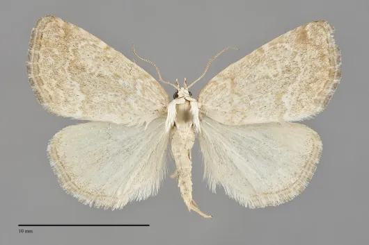 Protodeltote albidula