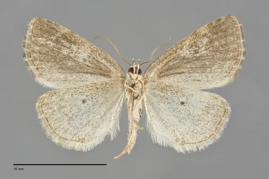Protodeltote albidula