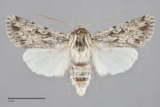 Protogygia comstocki