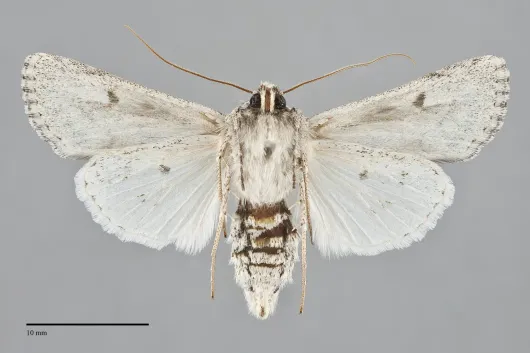 Protogygia comstocki