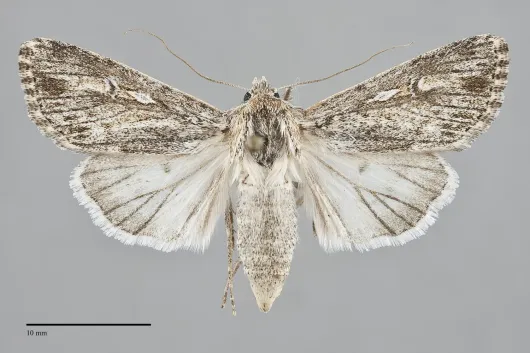 Protogygia comstocki