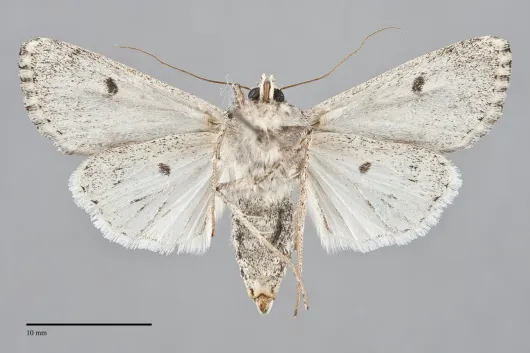 Protogygia comstocki