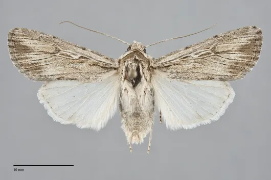 Protogygia enalaga