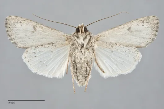 Protogygia enalaga