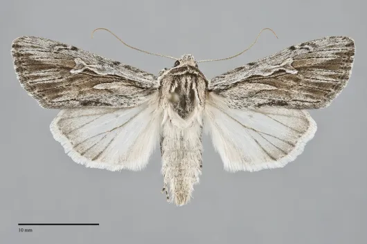 Protogygia enalaga