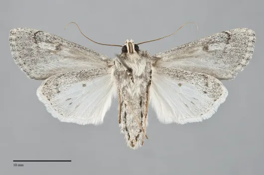Protogygia enalaga