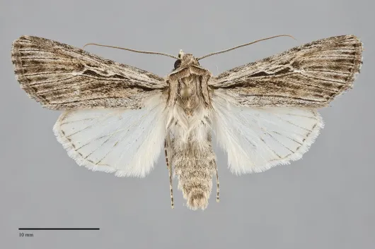 Protogygia lagena