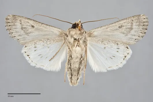 Protogygia lagena