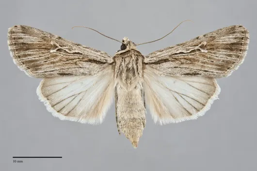 Protogygia lagena
