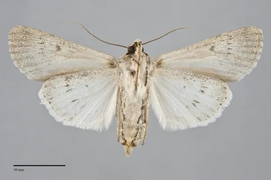 Protogygia lagena