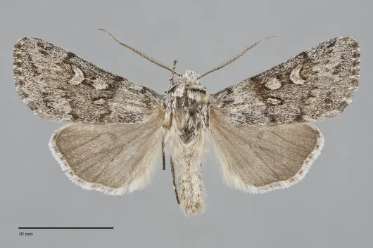 Protogygia milleri