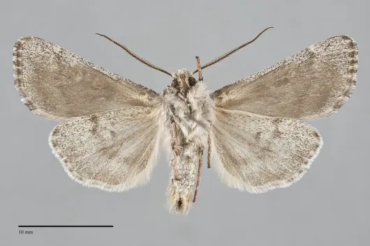 Protogygia milleri