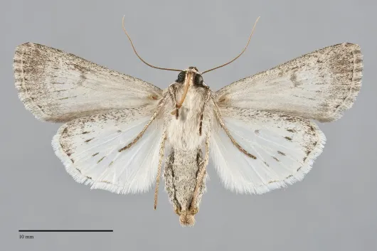 Protogygia postera