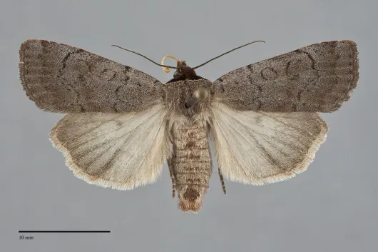 Protolampra rufipectus