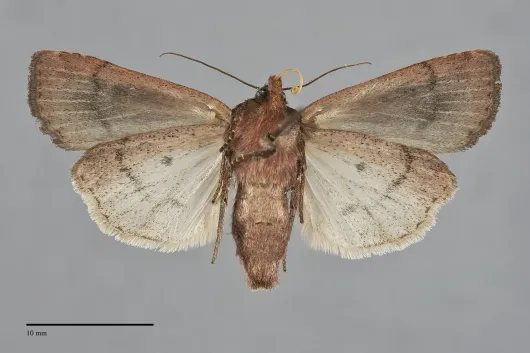 Protolampra rufipectus