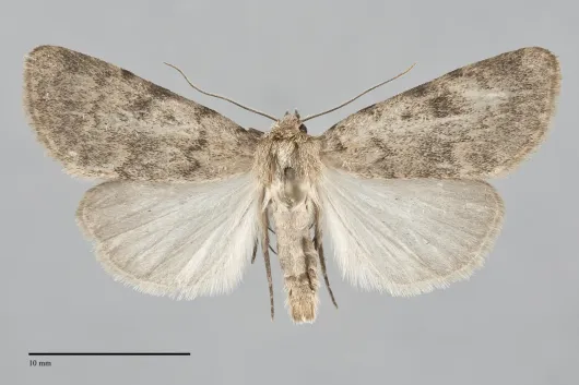 Protoperigea anotha