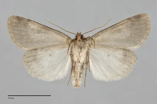 Protoperigea anotha