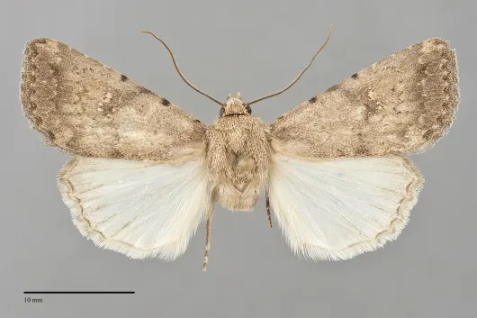 Protoperigea posticata