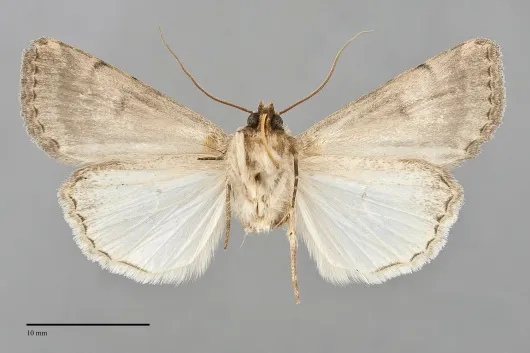 Protoperigea posticata