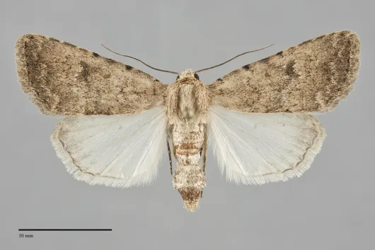 Protoperigea posticata