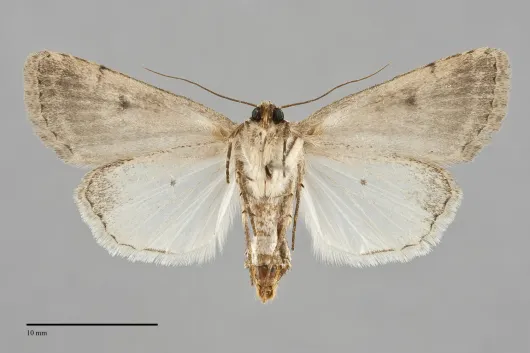 Protoperigea posticata