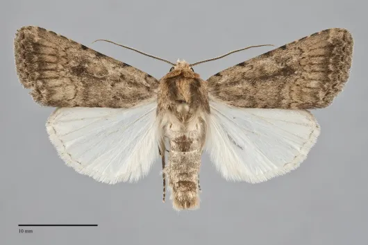 Protoperigea umbricata