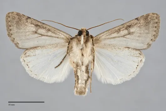 Protoperigea umbricata