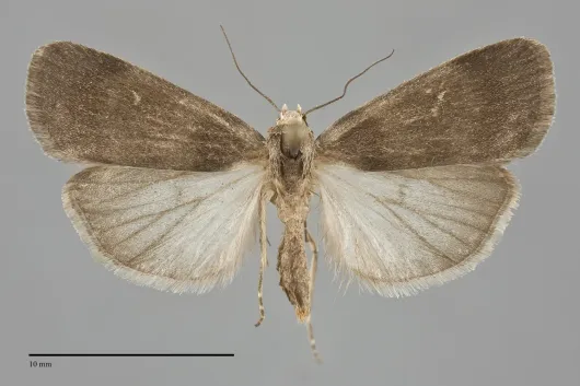 Proxenus mendosa
