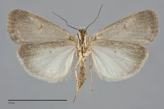 Proxenus mendosa