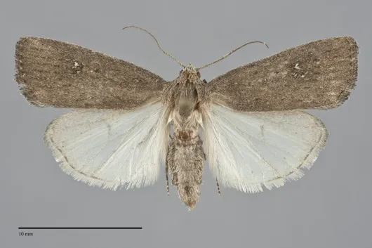 Proxenus mindara