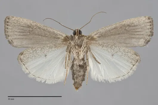 Proxenus mindara