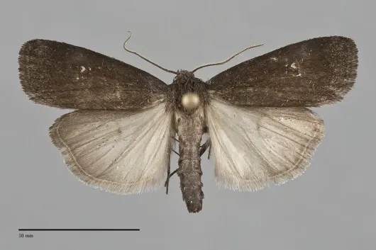 Proxenus miranda