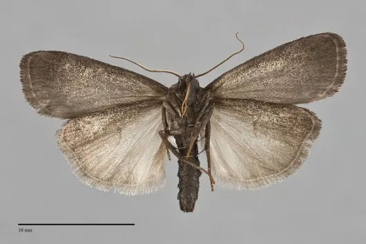 Proxenus miranda