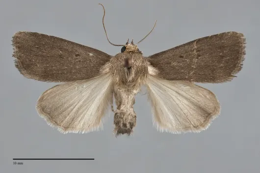 Proxenus miranda