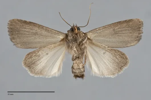 Proxenus miranda
