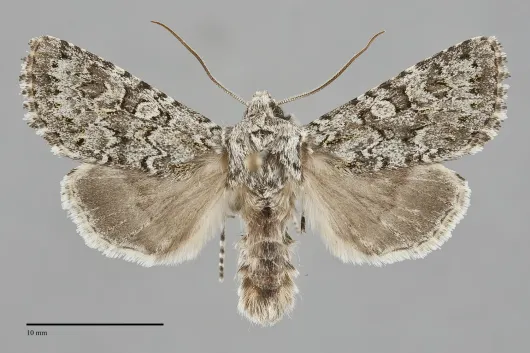 Psammopolia arietis